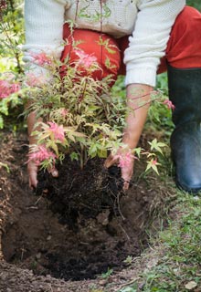 An Oriental look with the Japanese Maples