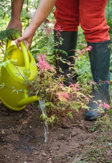 An Oriental look with the Japanese Maples