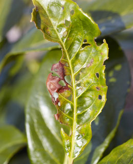 Coryneum Blight (Shot Hole Disease)