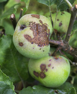 Deformed fruits