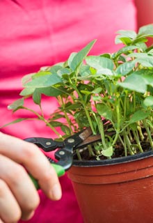 Aromatic plants 