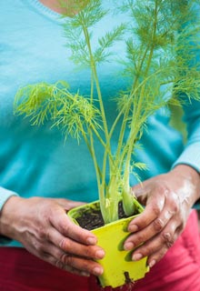 Aromatic plants 