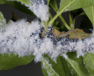 Woolly aphids