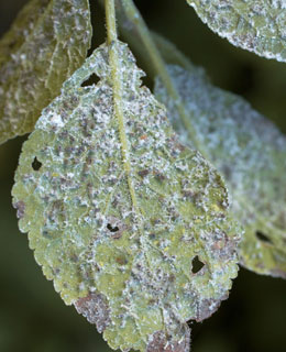 The Apple aphid (Dysaphis plantaginea)