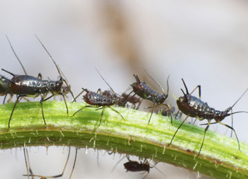 Aphids