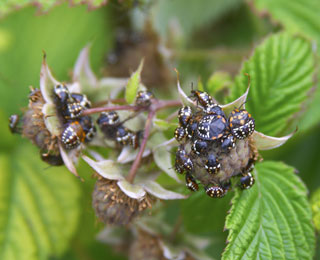 Shield bugs (Stink bugs)