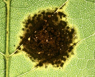 Black stains on leaves (Black spot)