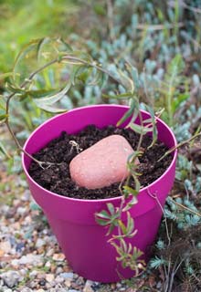 Propagate and increase plants by layering