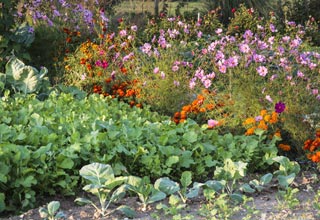 Combine vegetables with flowers