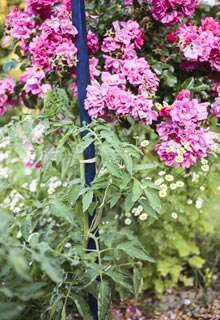 Combine vegetables with flowers