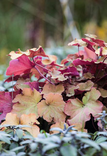 Harmonise foliage between them