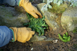 Shrubs and trees with stones