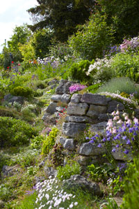 Shrubs and trees with stones