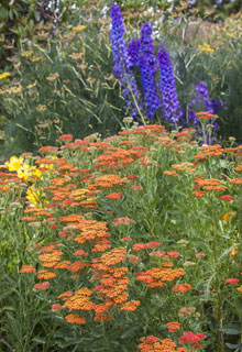 Create a flowering border like a painter