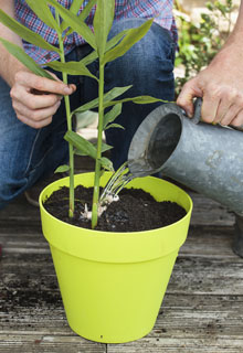 How to harvest a maximum of pot-grown vegetables