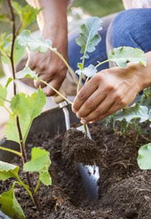 How to harvest a maximum of pot-grown vegetables