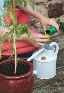 How to harvest a maximum of pot-grown vegetables