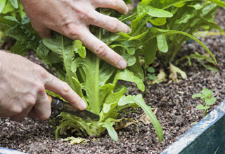 How to harvest a maximum of pot-grown vegetables