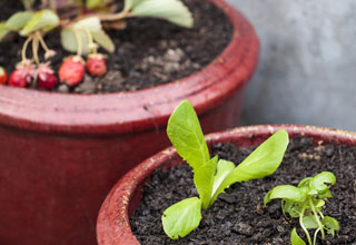 How to harvest a maximum of pot-grown vegetables