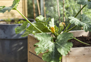 How to harvest a maximum of pot-grown vegetables