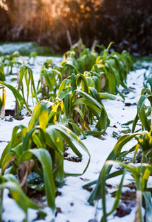 What to do when there is snow in the garden ?