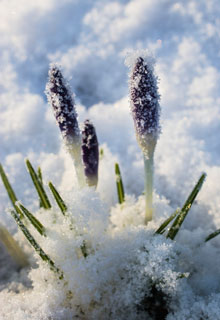 What to do when there is snow in the garden ?