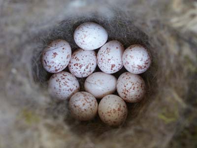 The right place for a nesting box