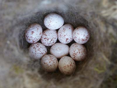 The right place for a nesting box