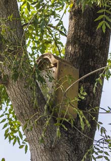 The right place for a nesting box