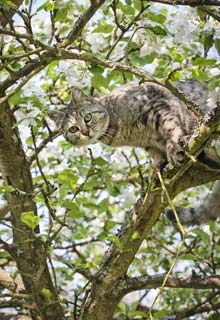 The right place for a nesting box