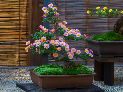 Feeding your bonsai