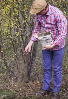 Feed fruiting trees