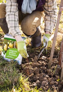 Feed fruiting trees