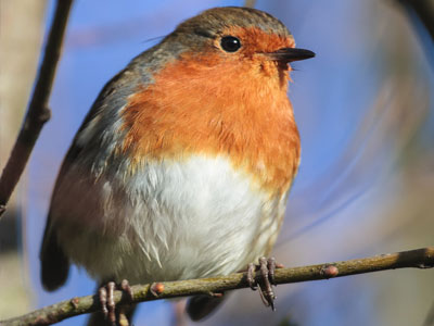 Feed the birds in the garden, useful and environmentally friendly