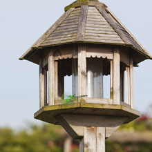 Feed the birds in the garden, useful and environmentally friendly