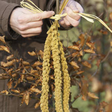 Feed the birds in the garden, useful and environmentally friendly