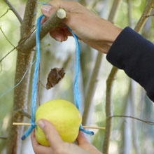 Feed the birds in the garden, useful and environmentally friendly