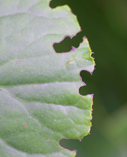 Vine weevil