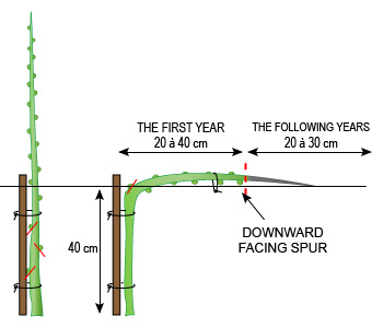 Fruit Trees Pruning