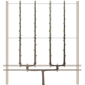 Fruit Trees Pruning