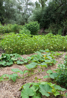 The 'permaculture', for an easier vegetable garden!