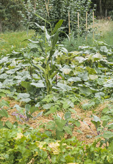 The 'permaculture', for an easier vegetable garden!