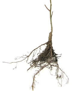 Bare rooted plants