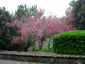 Shrubs and trees for coastal gardens