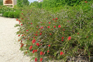 Shrubs and trees for coastal gardens