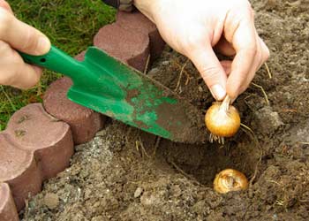 Planting periods for bulbs