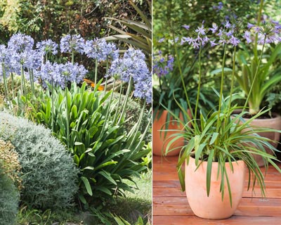 Planting Agapanthus