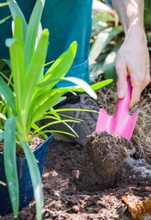 Planting Agapanthus