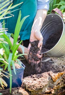 Planting Agapanthus