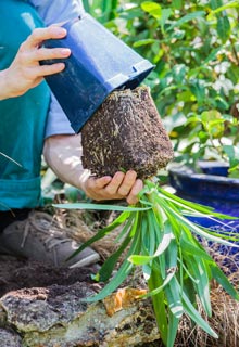 Planting Agapanthus